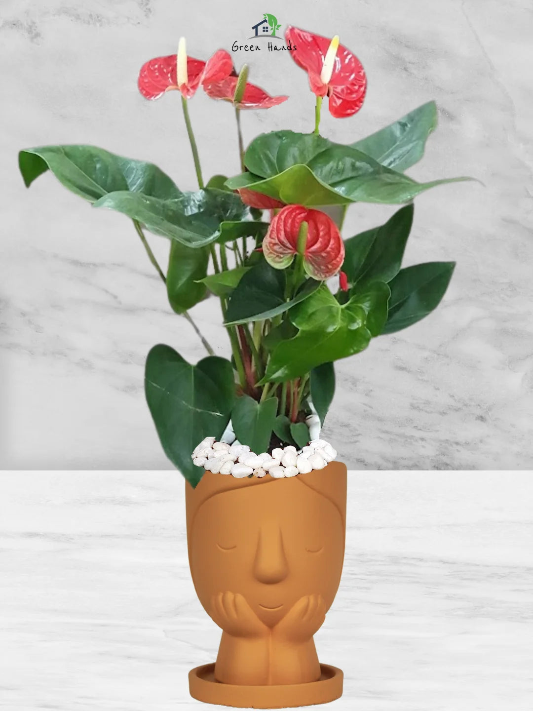 anthurium in terracotta Potted Red Anthurium | 60–70cm