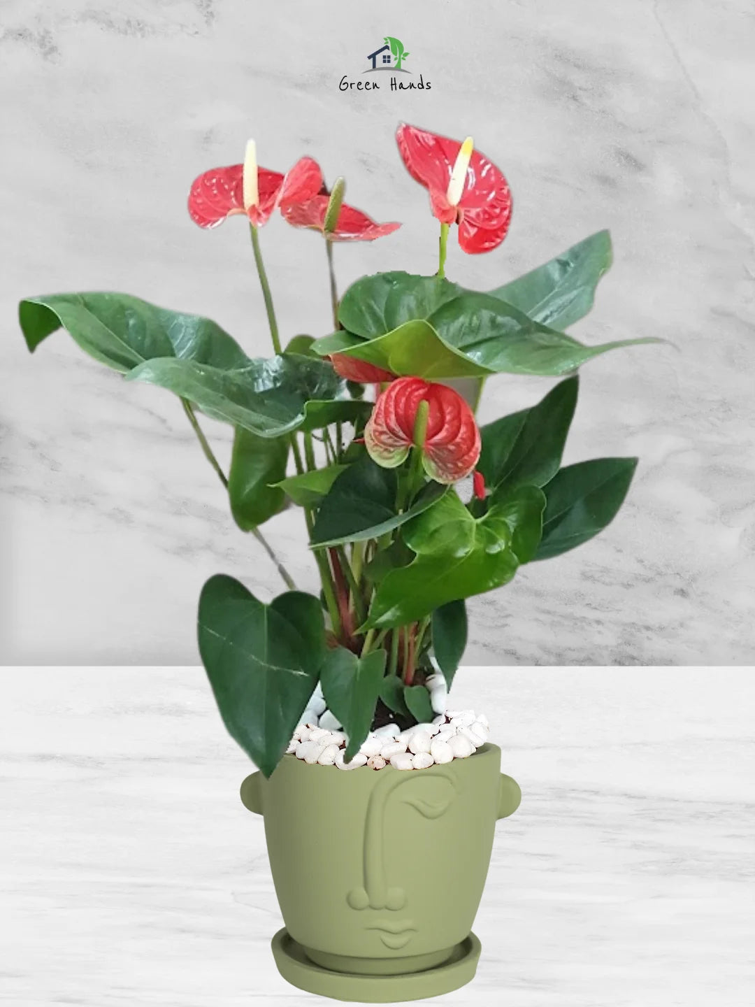Potted-Holland-Red-Anthurium-Plant-in-Adorable-Terracotta-Face-Planter-Olive-Green