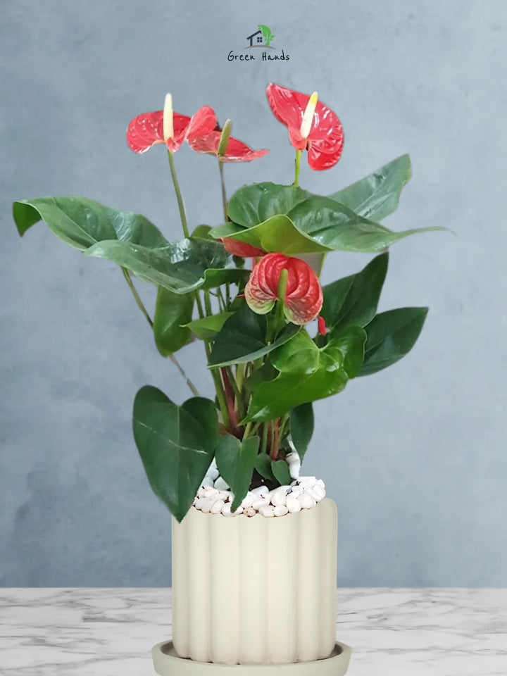 anthurium plants from holland Potted Red Anthurium | 60–70cm
