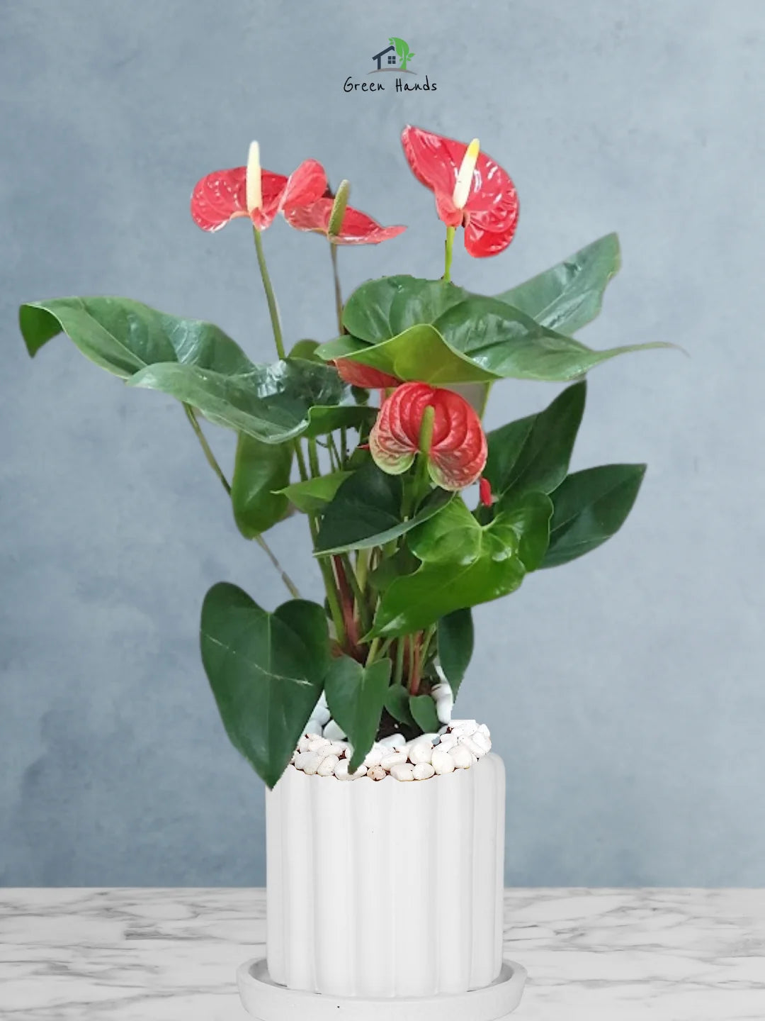 Luxurious Potted Red Anthurium | 60-70 cm | Perfect Indoor Plant for UAE Homes