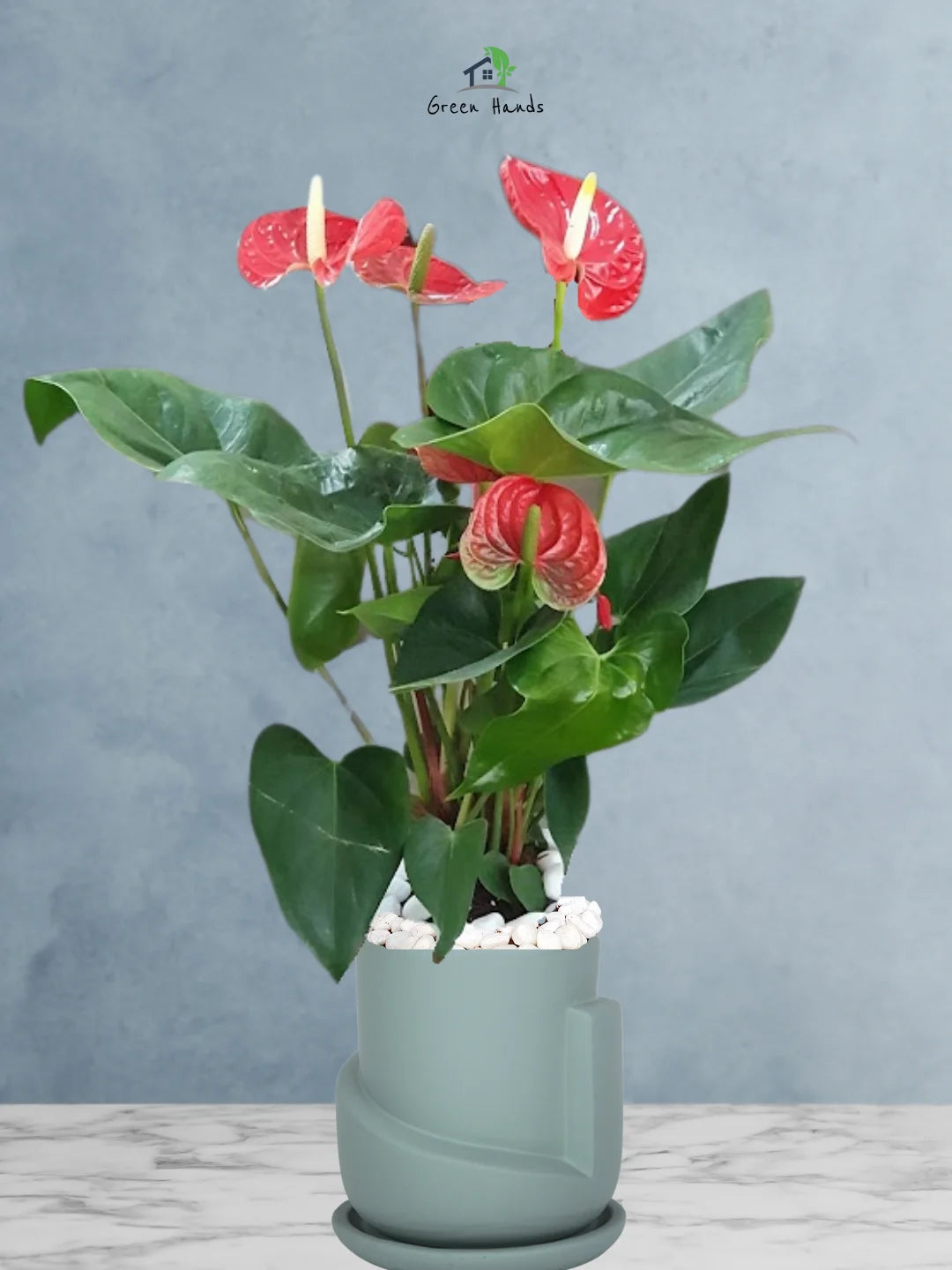 Luxurious Potted Red Anthurium | 60-70 cm | Perfect Indoor Plant for UAE Homes