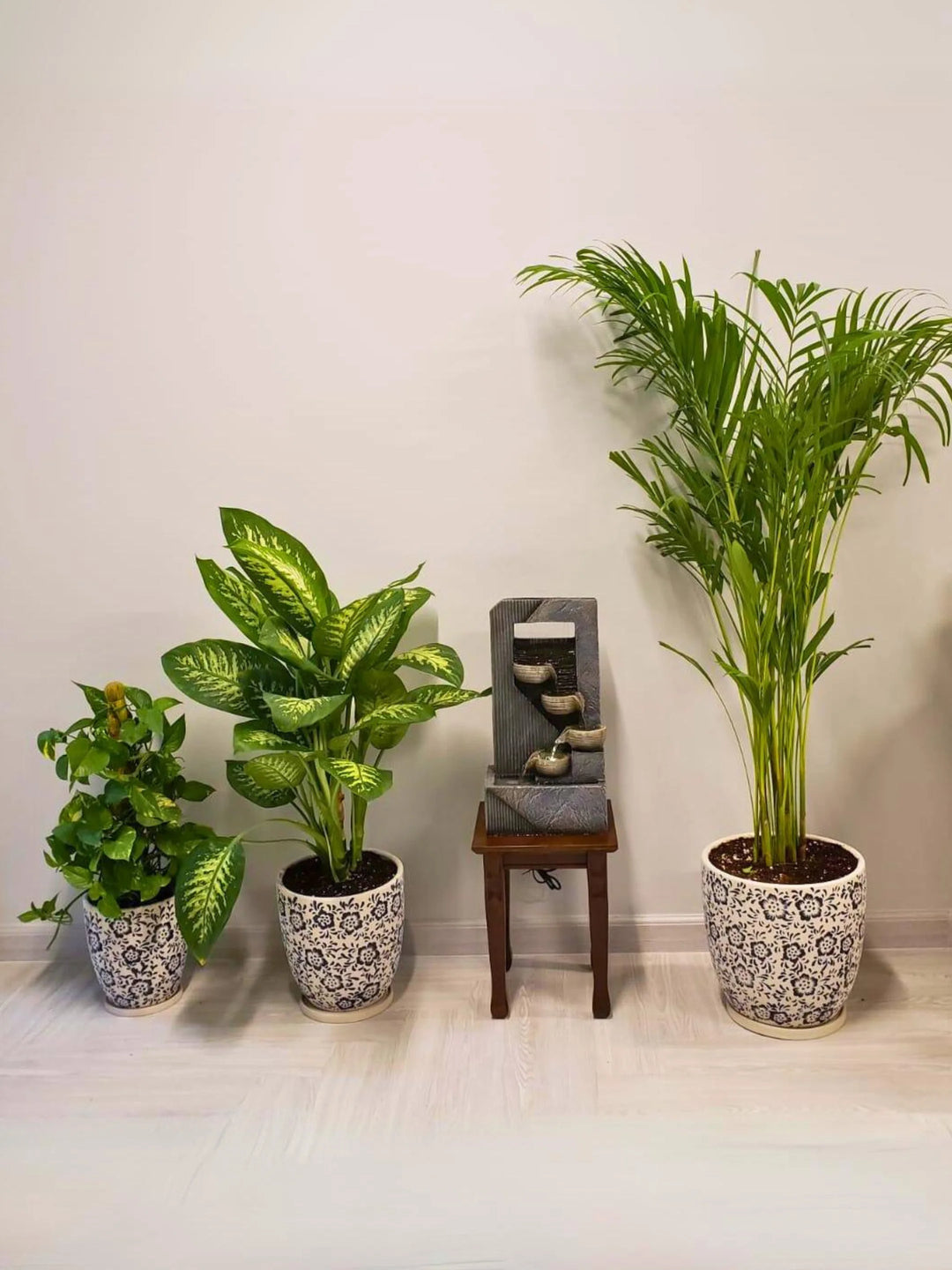 money plant in pakistan Potted Areca Palm, Dieffenbachia & Money Plant Bundle