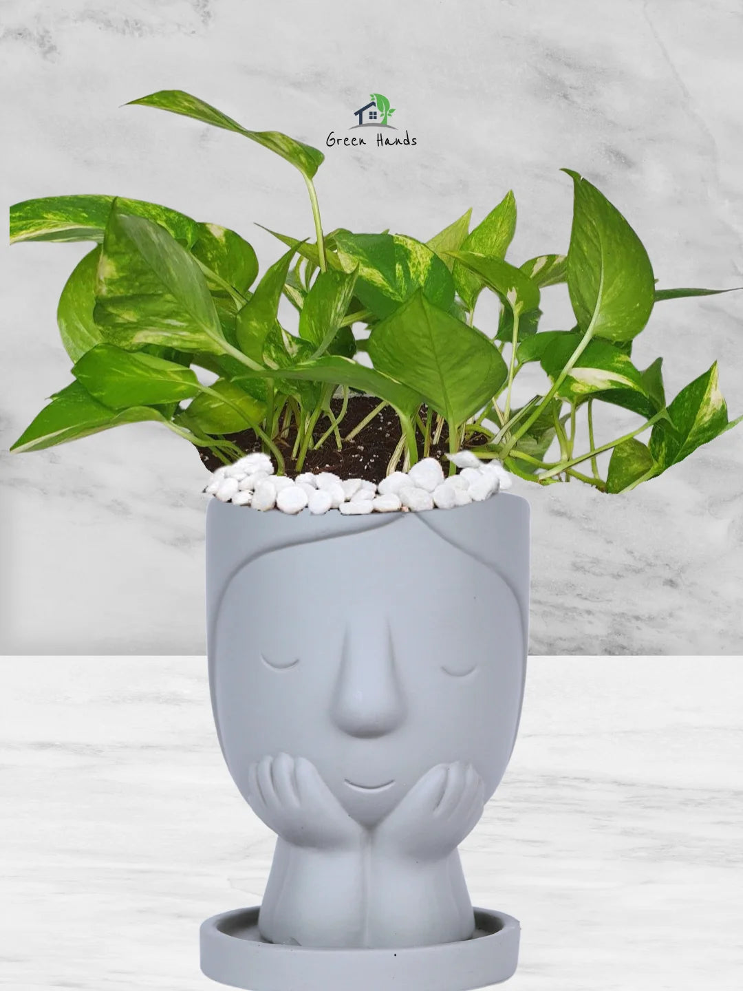 Potted-Money-Plant-in-Adorable-Terracotta-Cute-Girl-Face-Planter-Stone