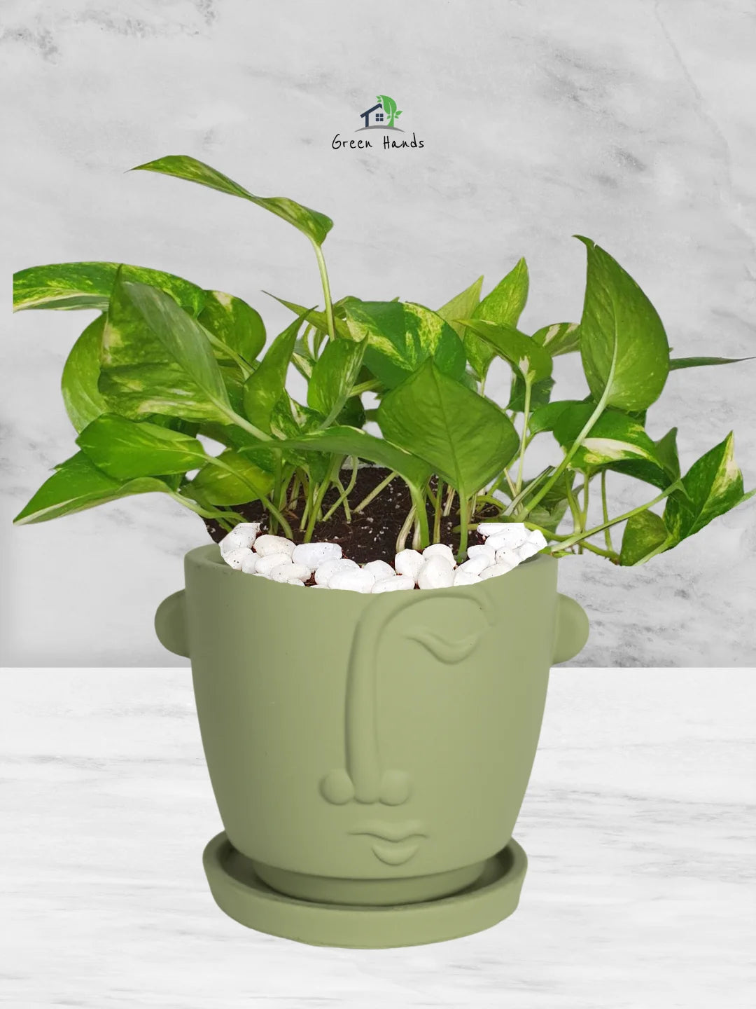 Best Indoor Houseplant | Potted Money Plant | Pot Inclusive
