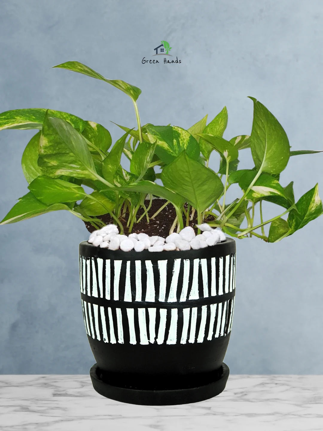 Best Indoor Houseplant | Potted Money Plant | Pot Inclusive