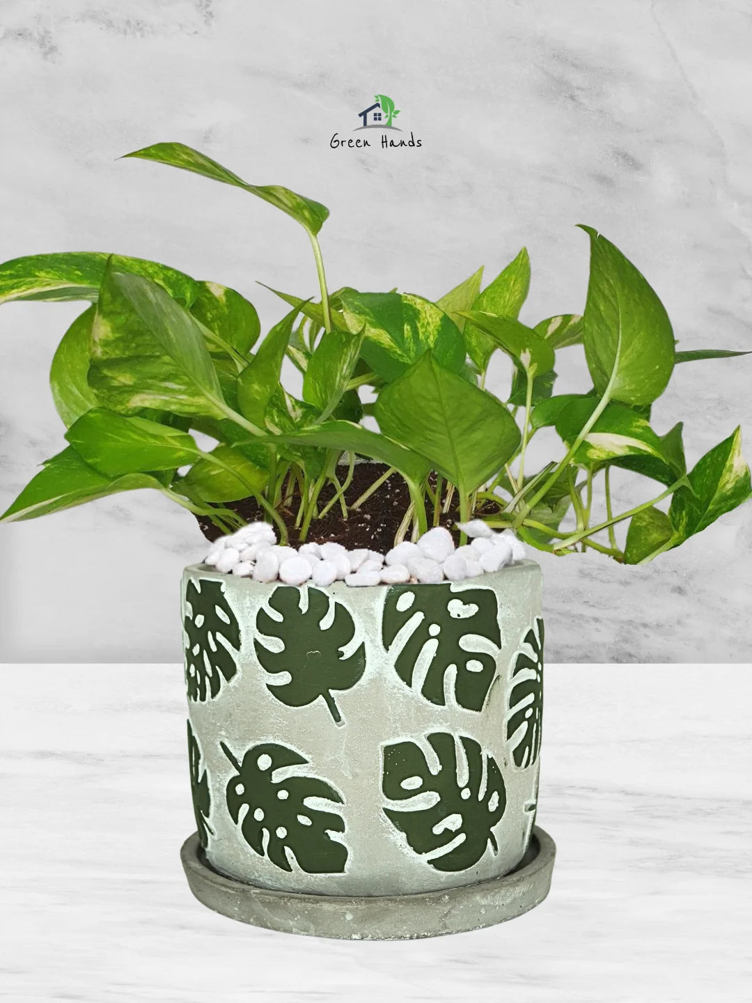 money plant monstera Potted Desktop Money Plant | Pot Inclusive