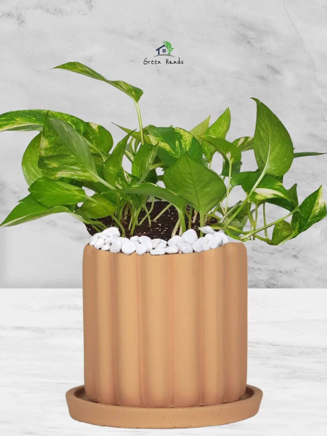 Potted-Money-Plant-in-Scandinavian-Style-Ceramic-Pot-Fluted-Terracotta-1