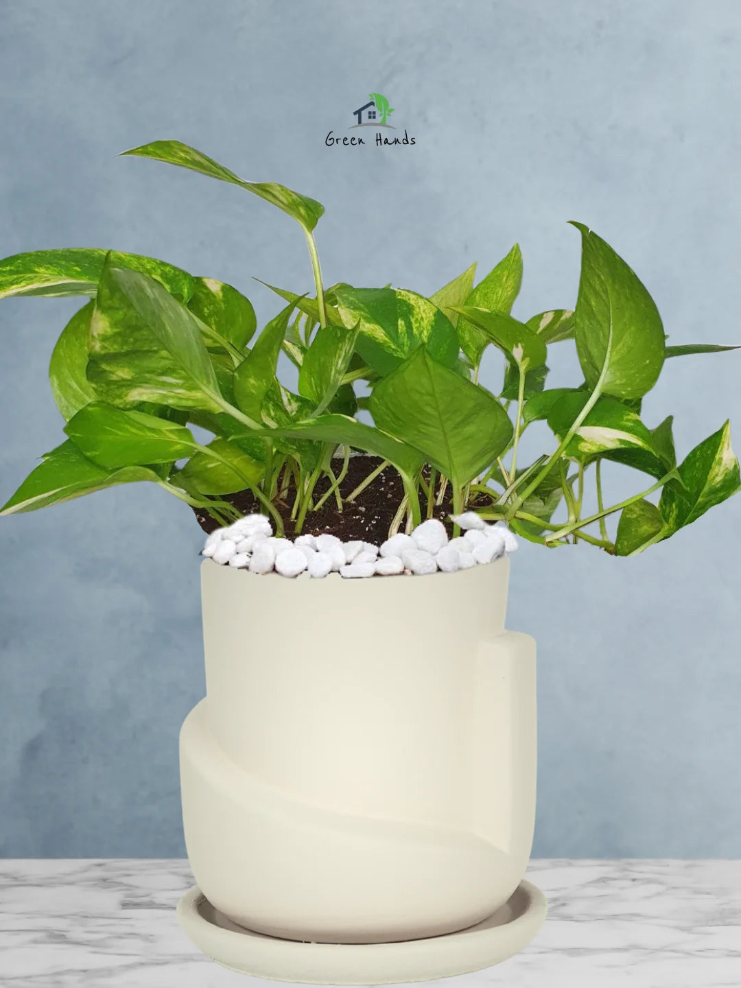 Potted-Money-Plant-in-Sustainable-3D-Sculptural-Planter-Biege-1