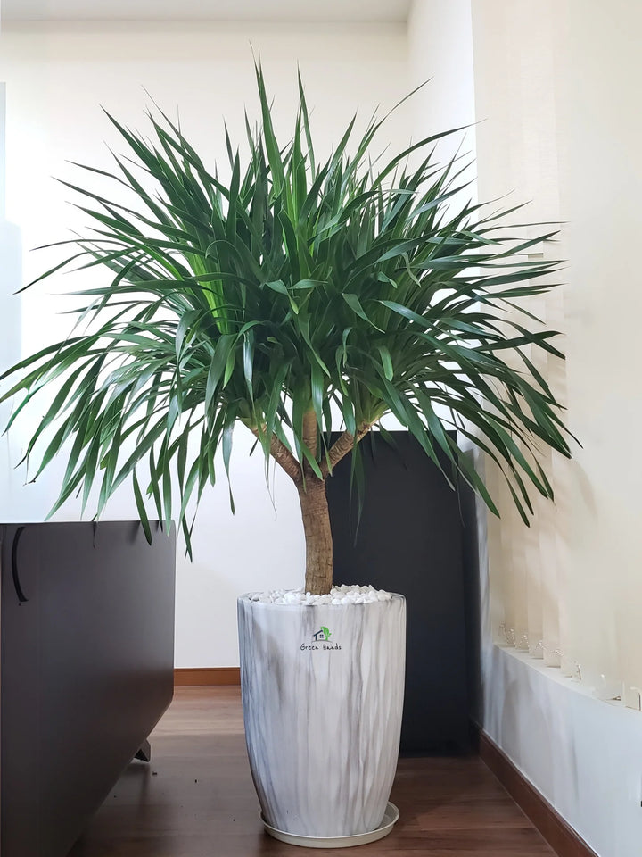dracaena head XL Potted Multi-Head Dracaena | 140–160cm
