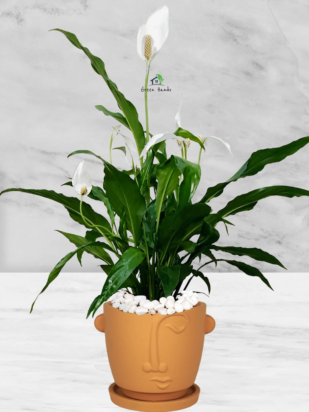 peace lily terracotta pot Potted Peace Lily | 50–70cm