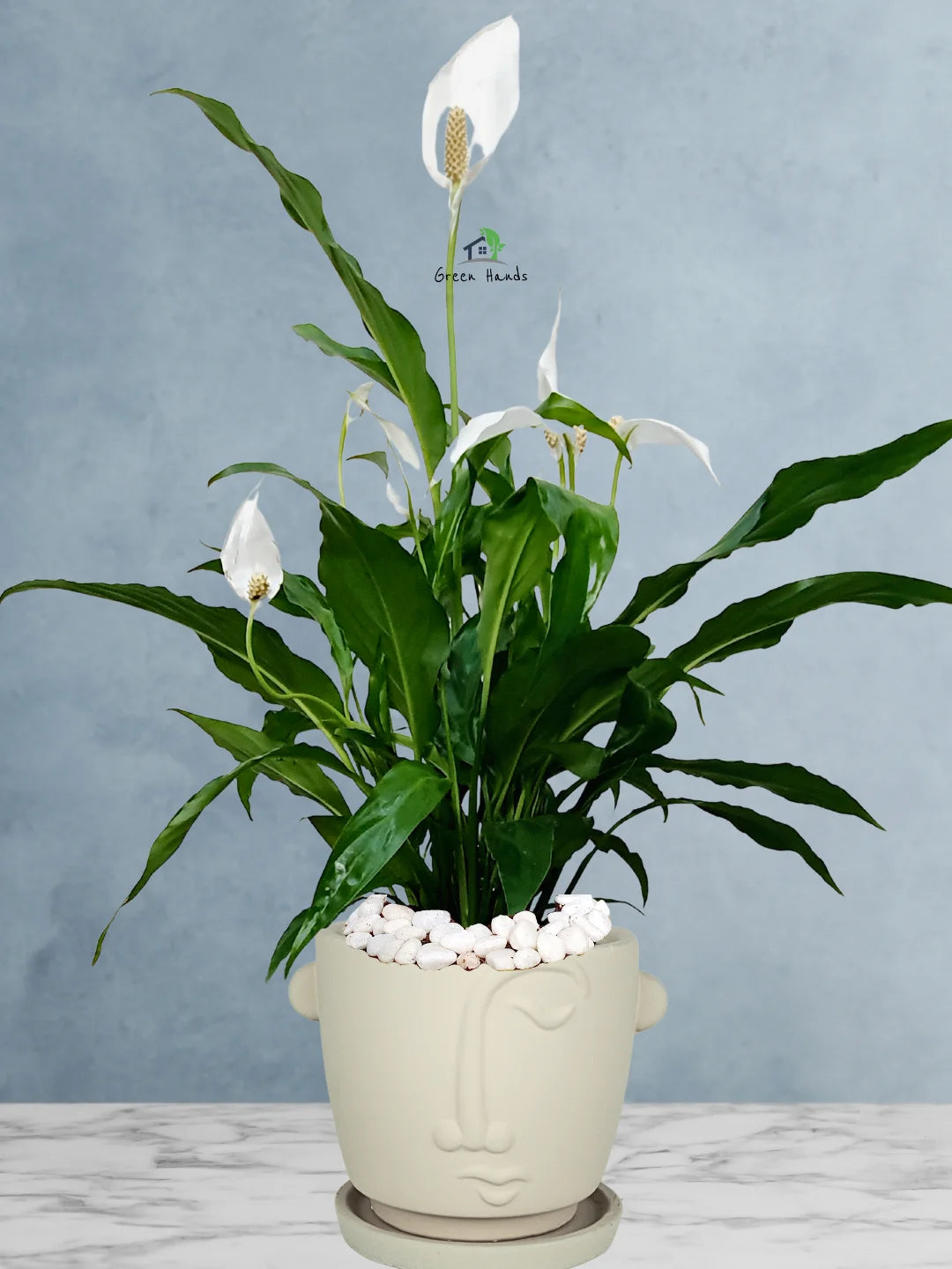 peace lily plant air purifier Potted Peace Lily | 50–70cm