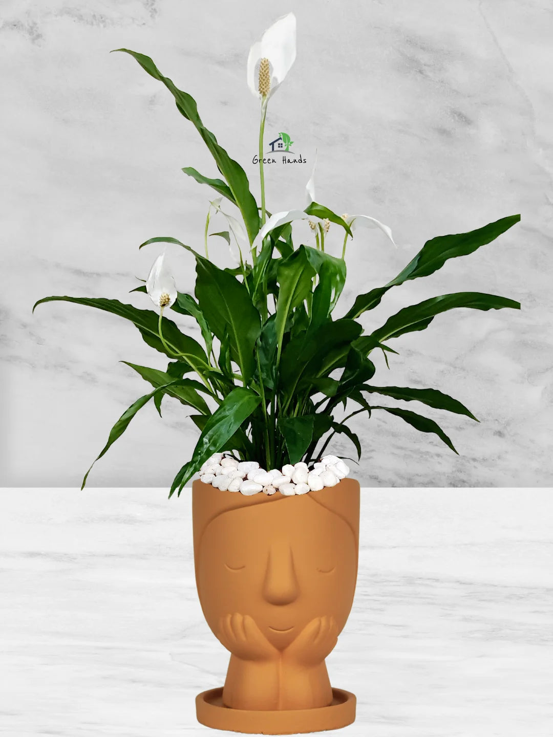 peace lily terracotta pot Potted Peace Lily | 50–70cm