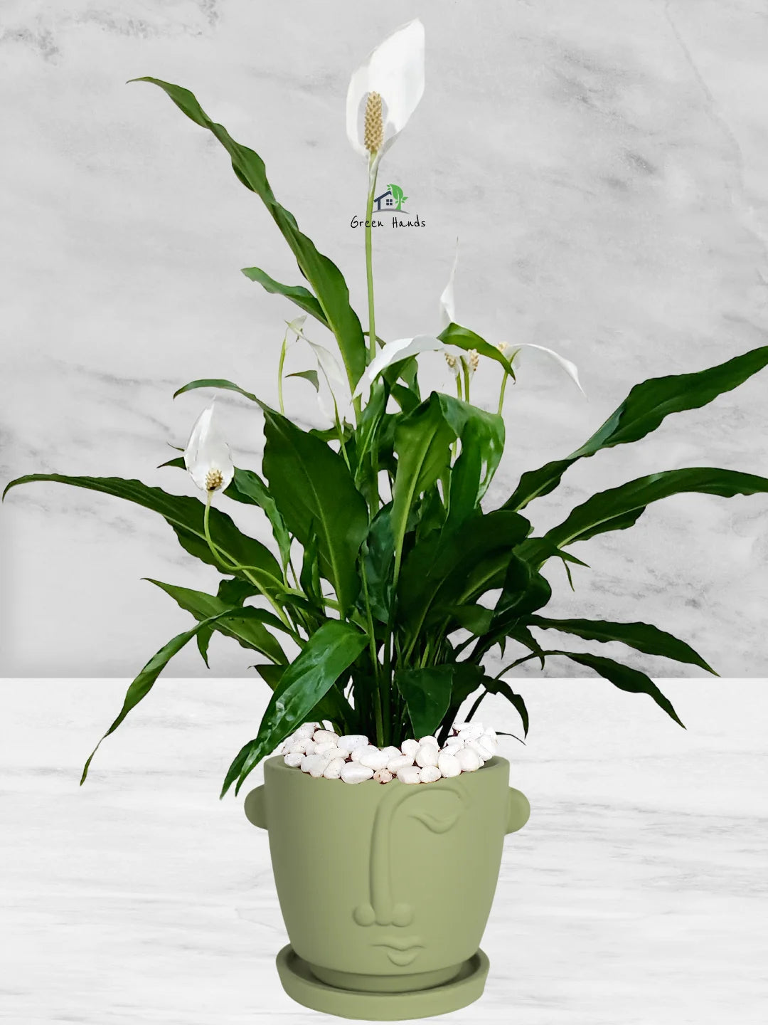 peace lily plant ikea Potted Peace Lily | 50–70cm