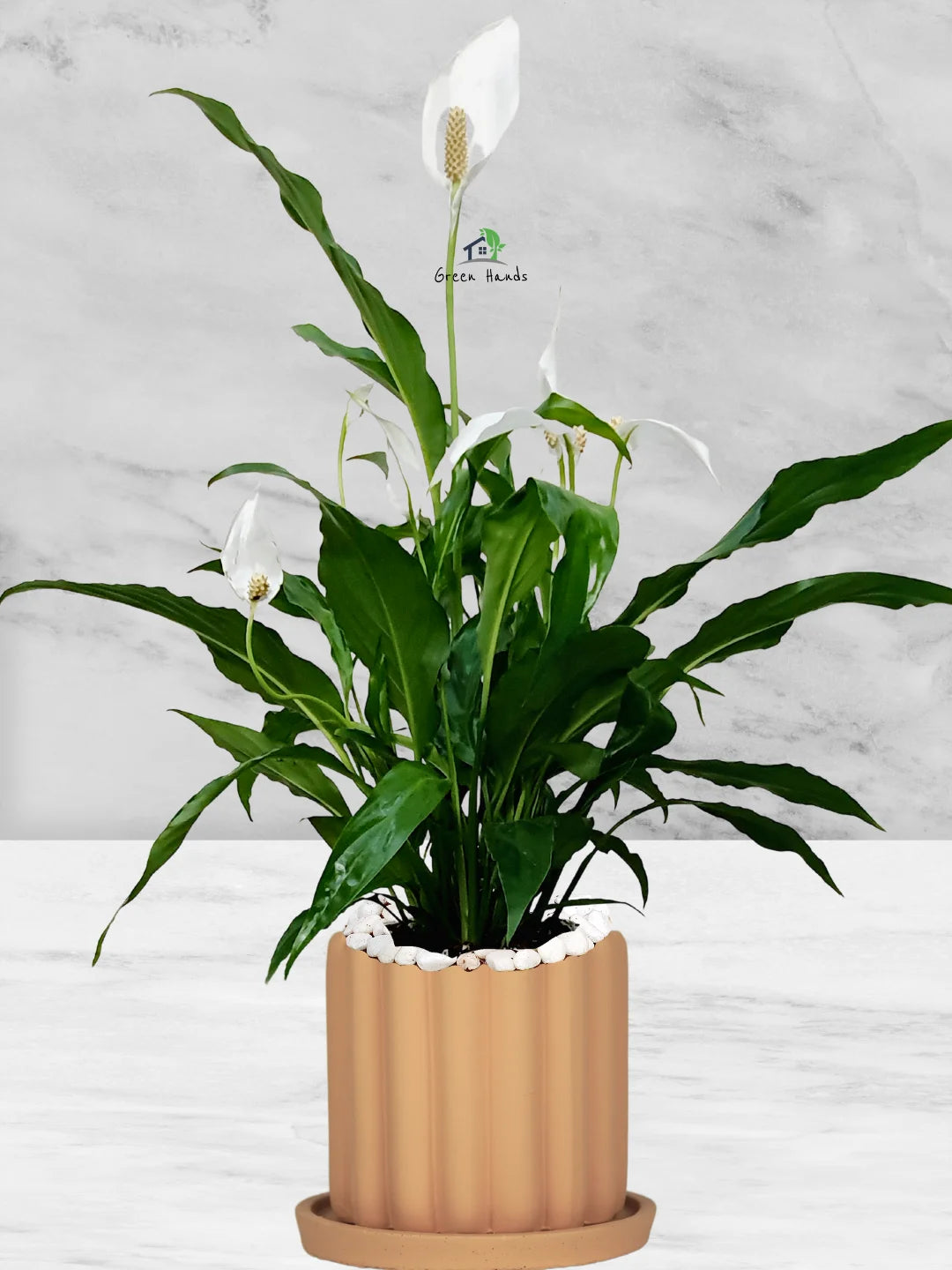 Potted Peace Lily: The Ultimate Air-Purifying Plant in a Modern Decor Pots