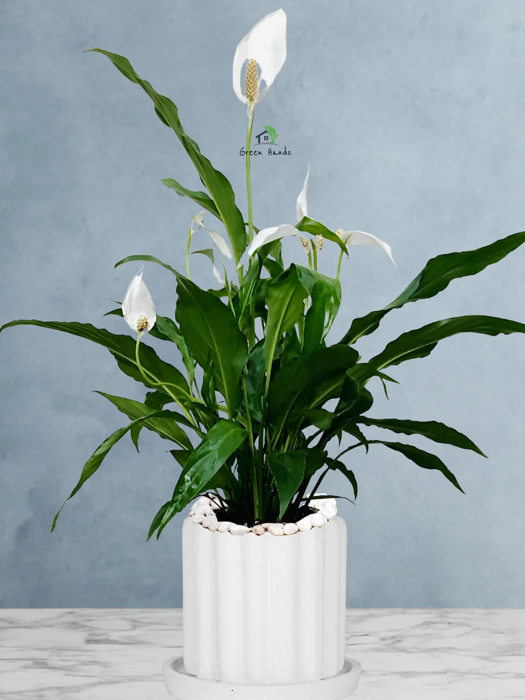 Potted Peace Lily: The Ultimate Air-Purifying Plant in a Modern Decor Pots