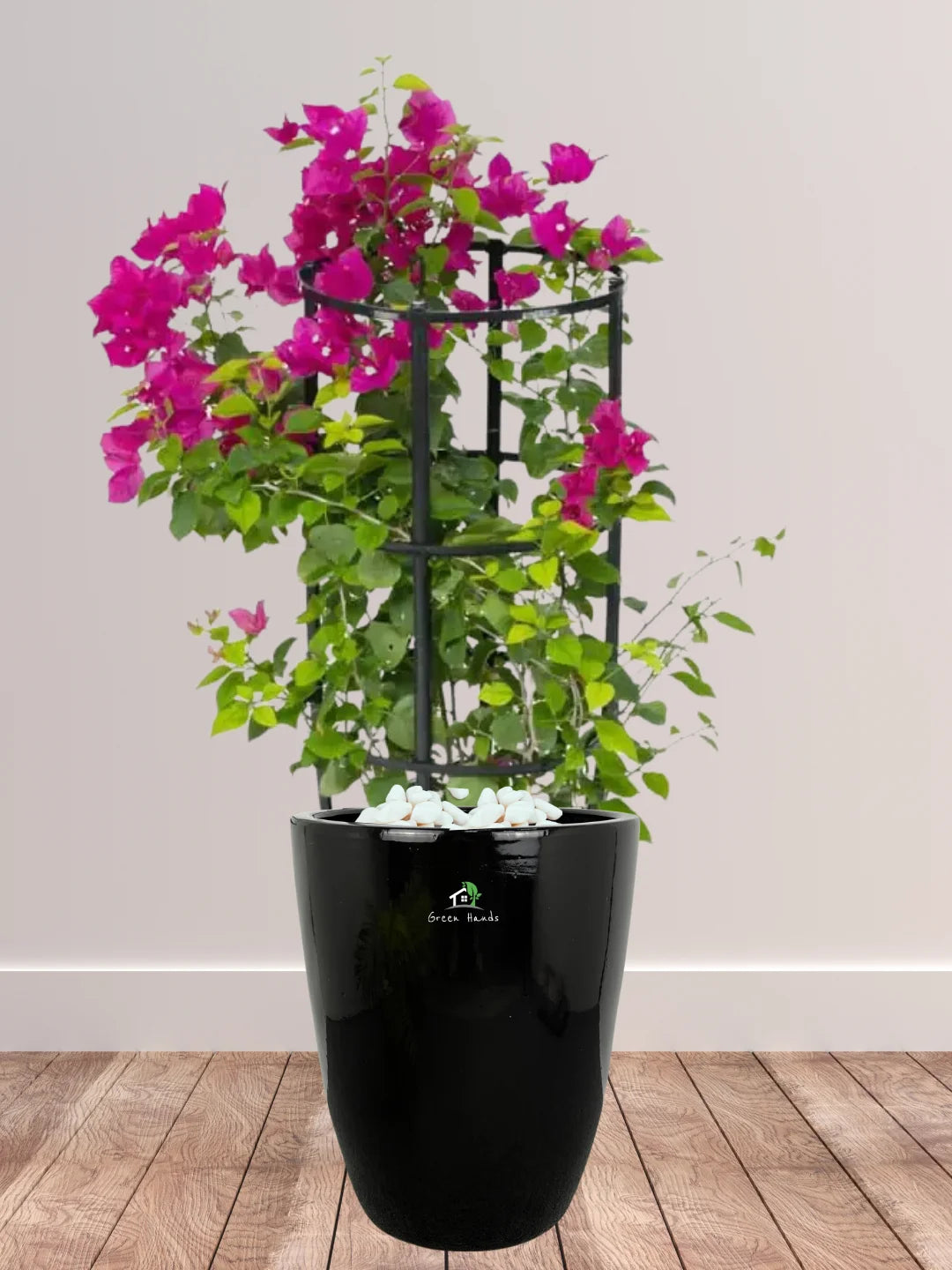 Plant in a Box - Bougainvillea - Bougainvillea op rek - Witte bloemen - Klimplant - Tuinplant - Pot 17cm - Hoogte 50-60cm Plant in a Box - Bougainvillea - Bougainvillea op rek - Witte bloemen - Klimplant - Tuinplant - Pot 17cm - Hoogte 50-60cm