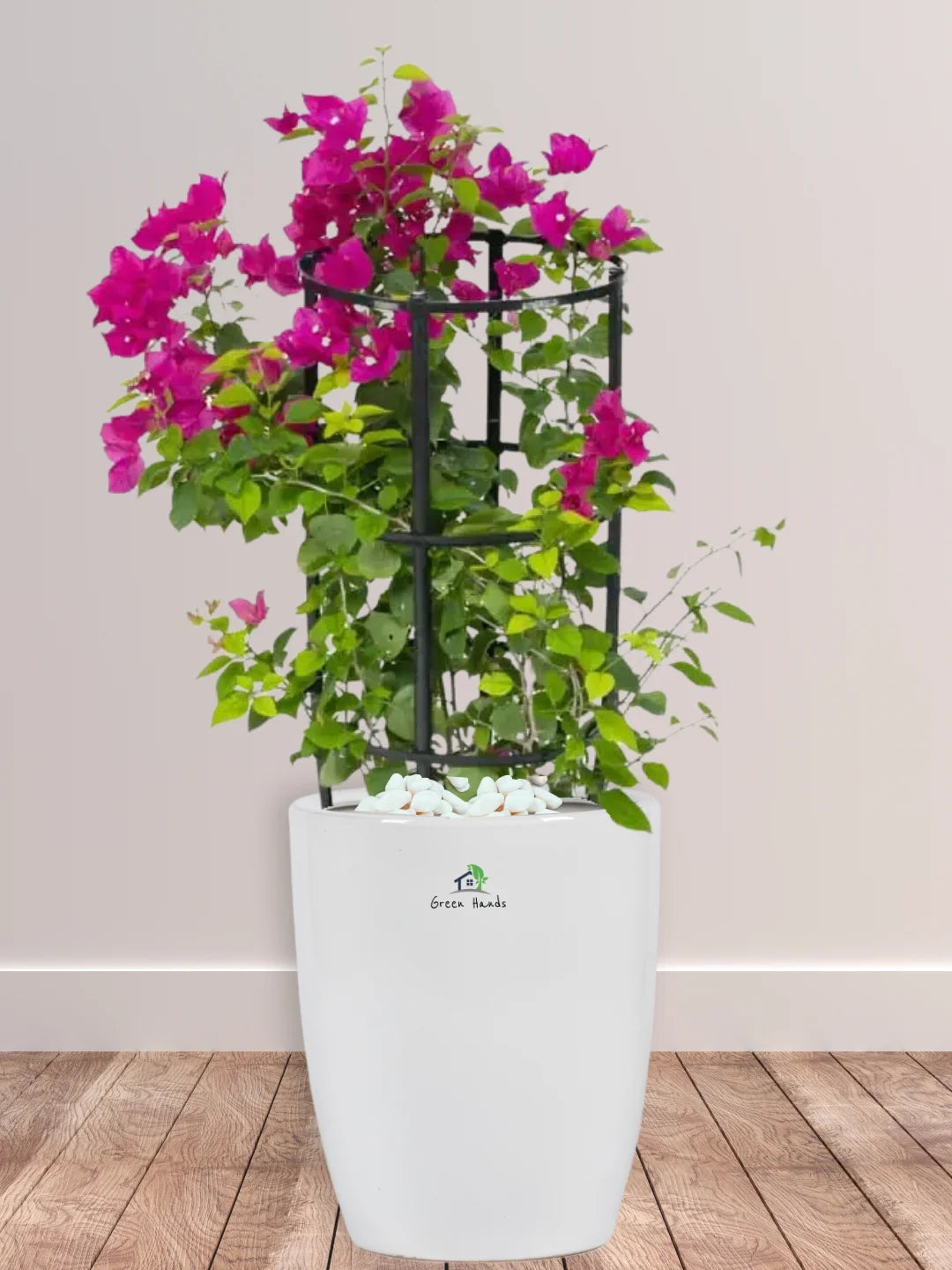 potted bougainvillea plants Large Potted Bougainvillea | Outdoor Plant
