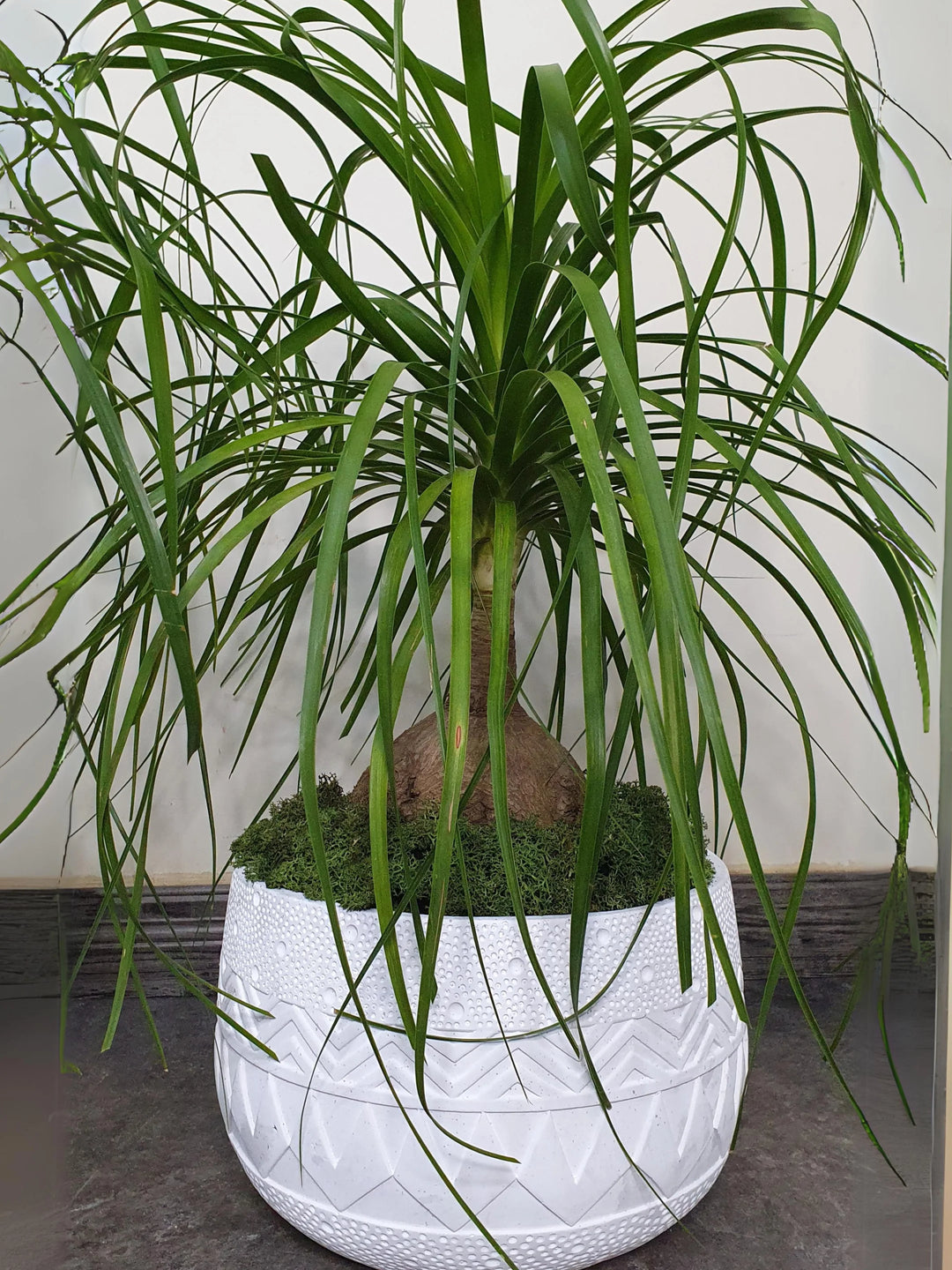 multihead ponytail palm Potted Ponytail Palm | 140–160cm