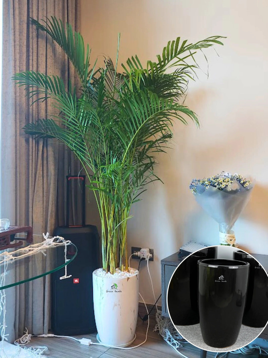 Potted-XL-Areca-Palms-in-Black-Ceramic-Pot
