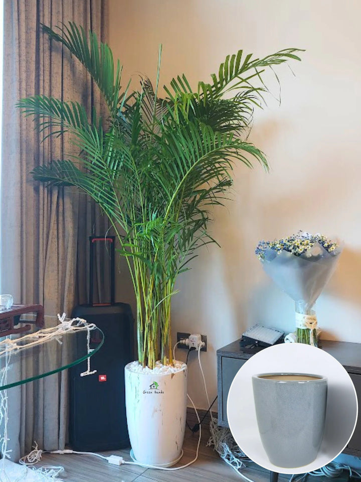 Potted-XL-Areca-Palms-in-Grey-Ceramic-Pot