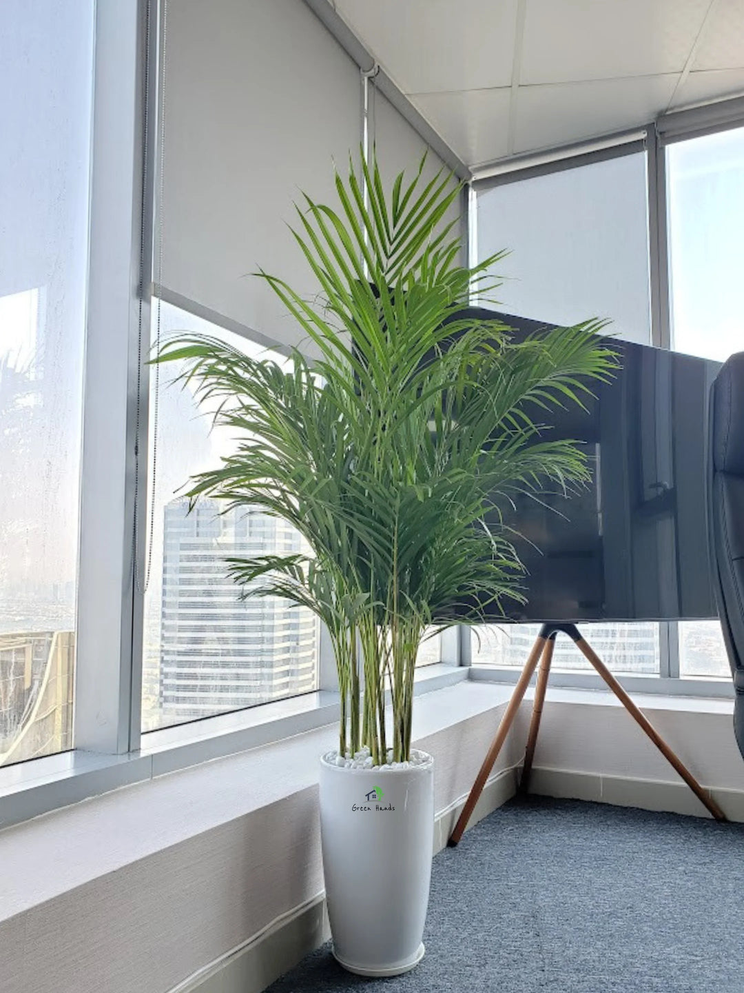 areca palm purifier XL Potted Areca Palm | 170–200cm