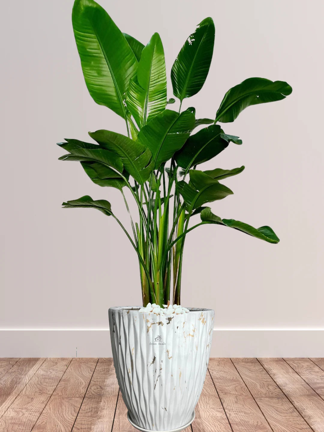Strelitzia plant online