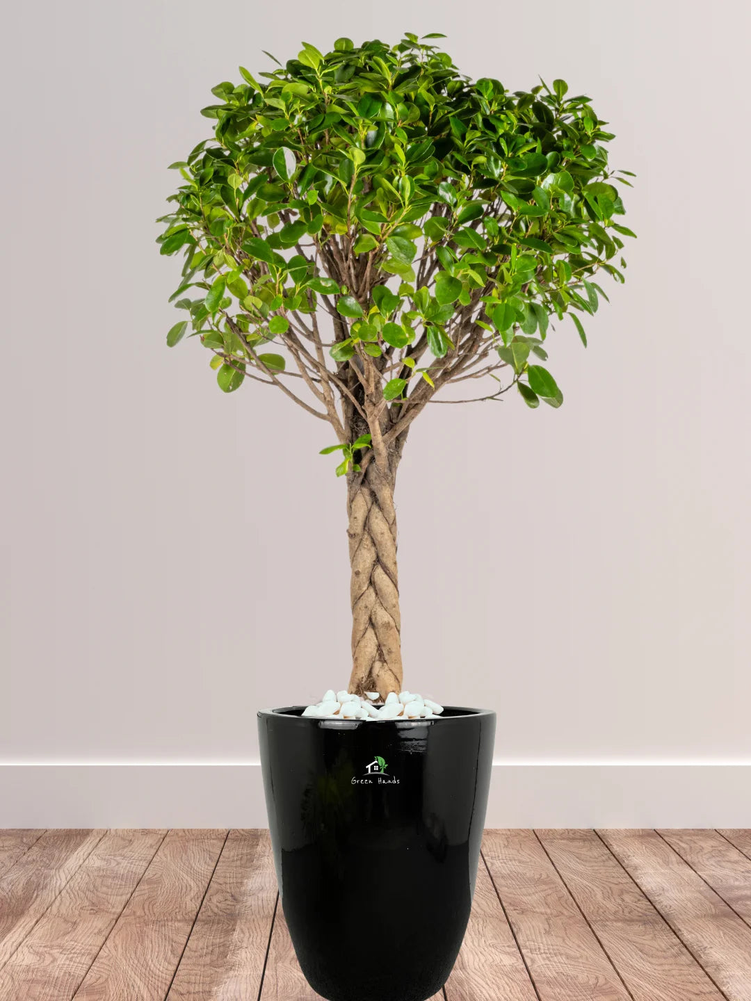 braided bonsai tree XL Potted Braided Bonsai Tree | 140–160cm
