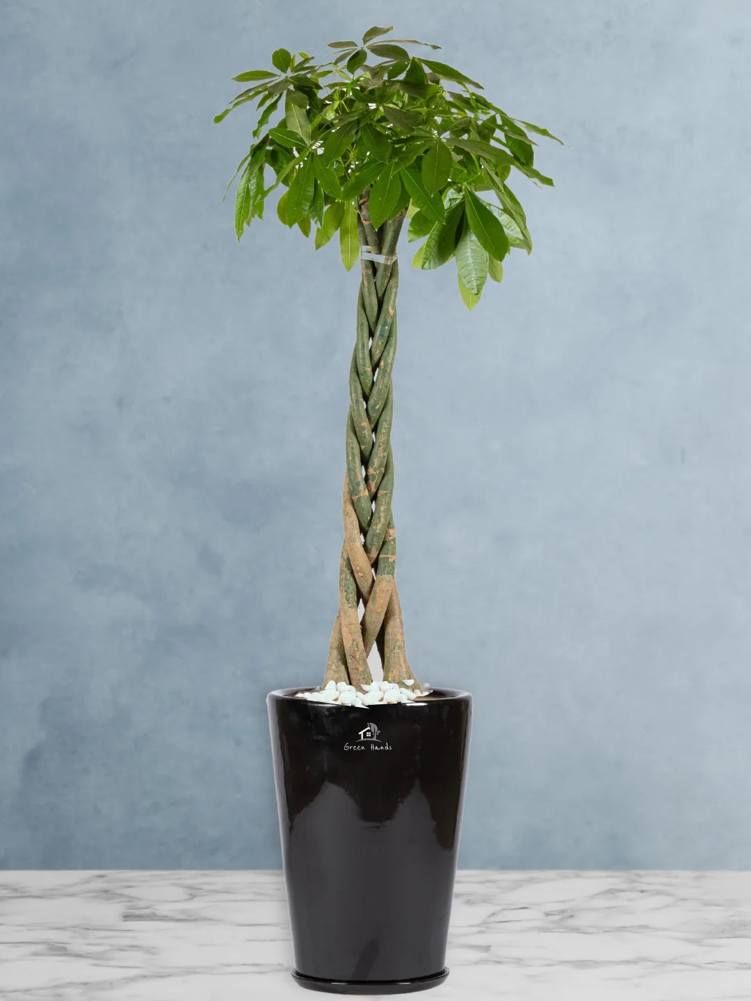 XL Potted Feng Shui Braided Money Tree or Pachira Aquatica: A Symbol of Prosperity