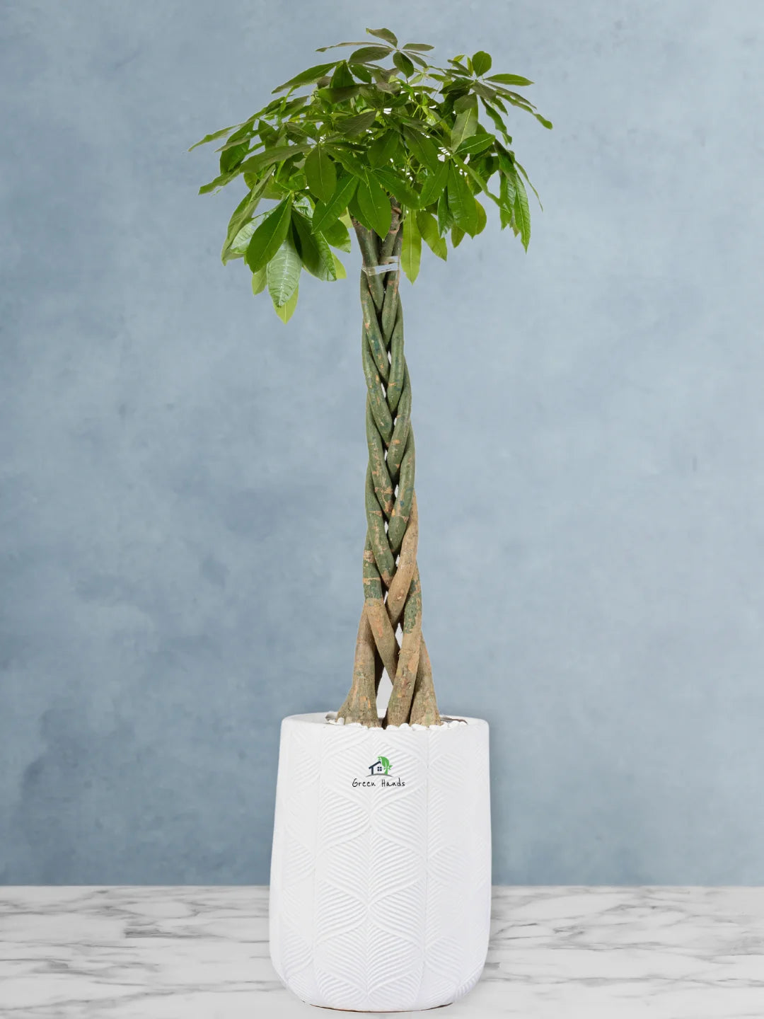 XL Potted Feng Shui Braided Money Tree or Pachira Aquatica A Symbol of Prosperity