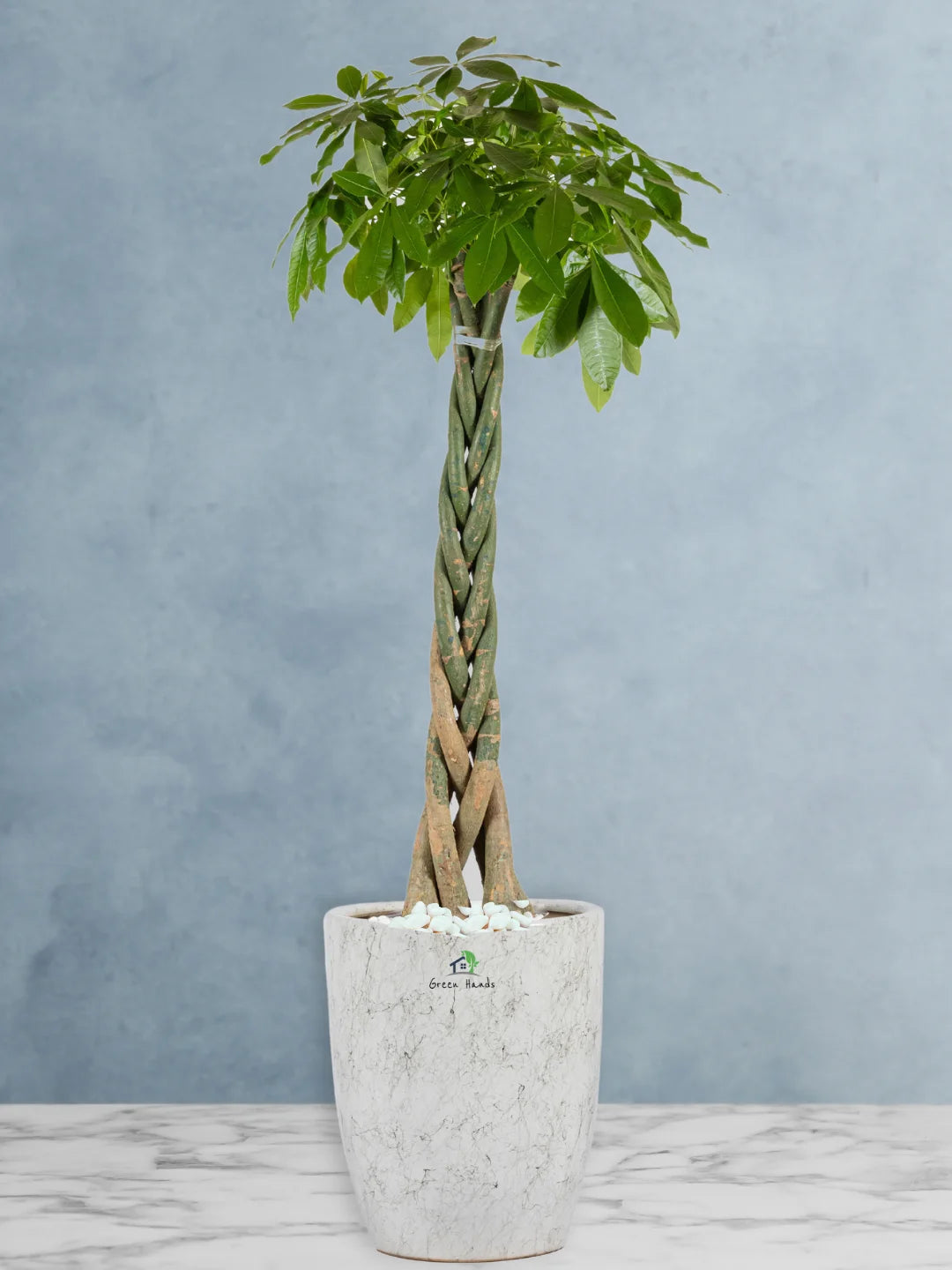 XL Potted Feng Shui Braided Money Tree or Pachira Aquatica: A Symbol of Prosperity