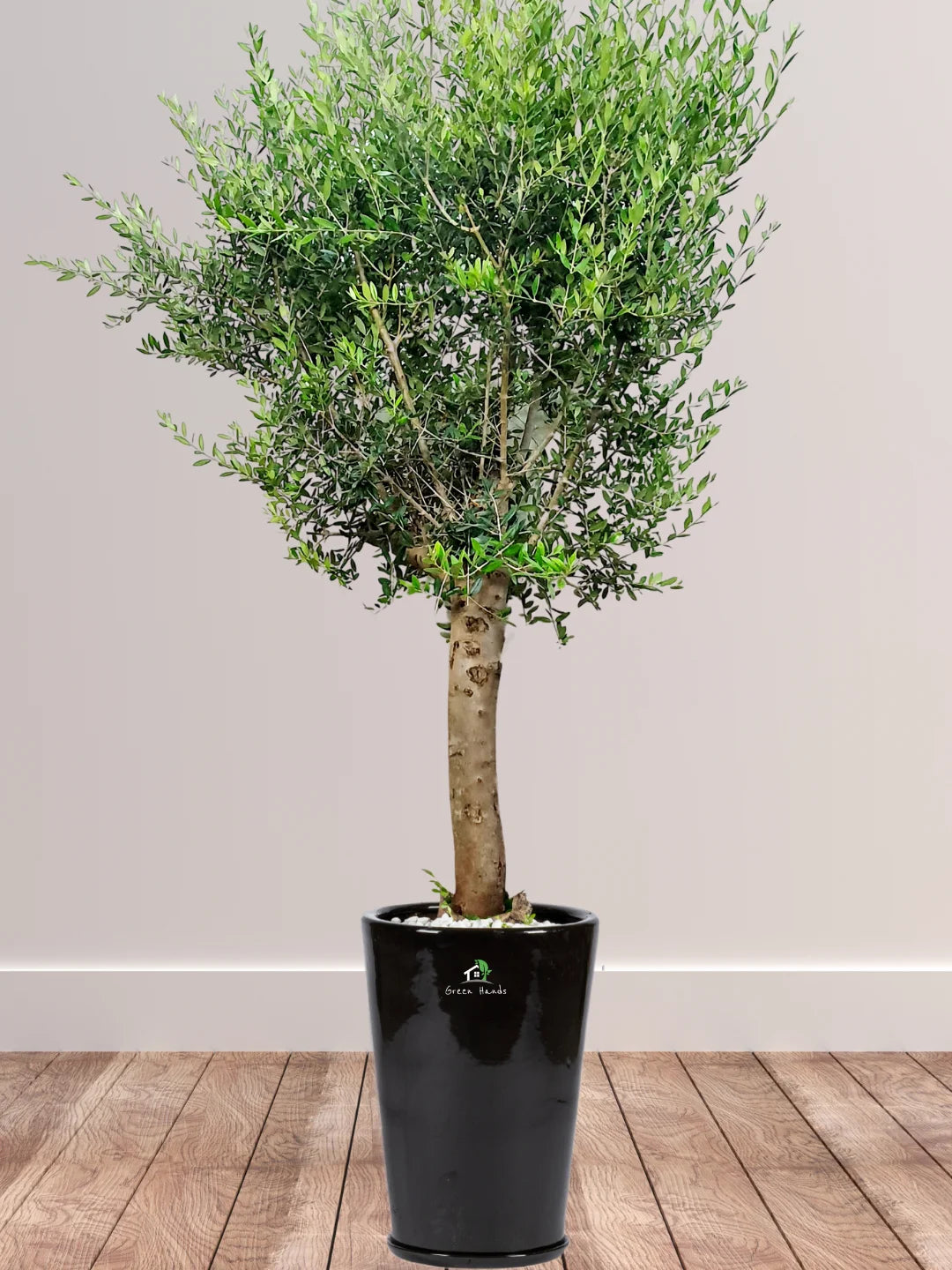Potted XL Outdoor Olive Tree