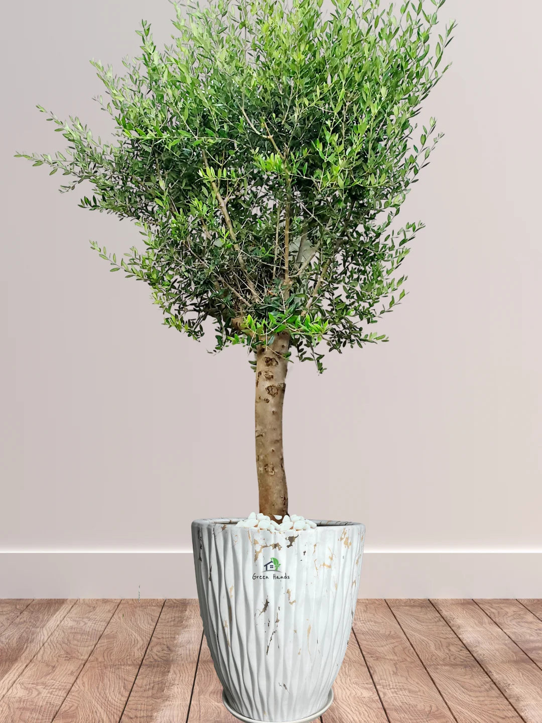 Potted XL Outdoor Olive Tree
