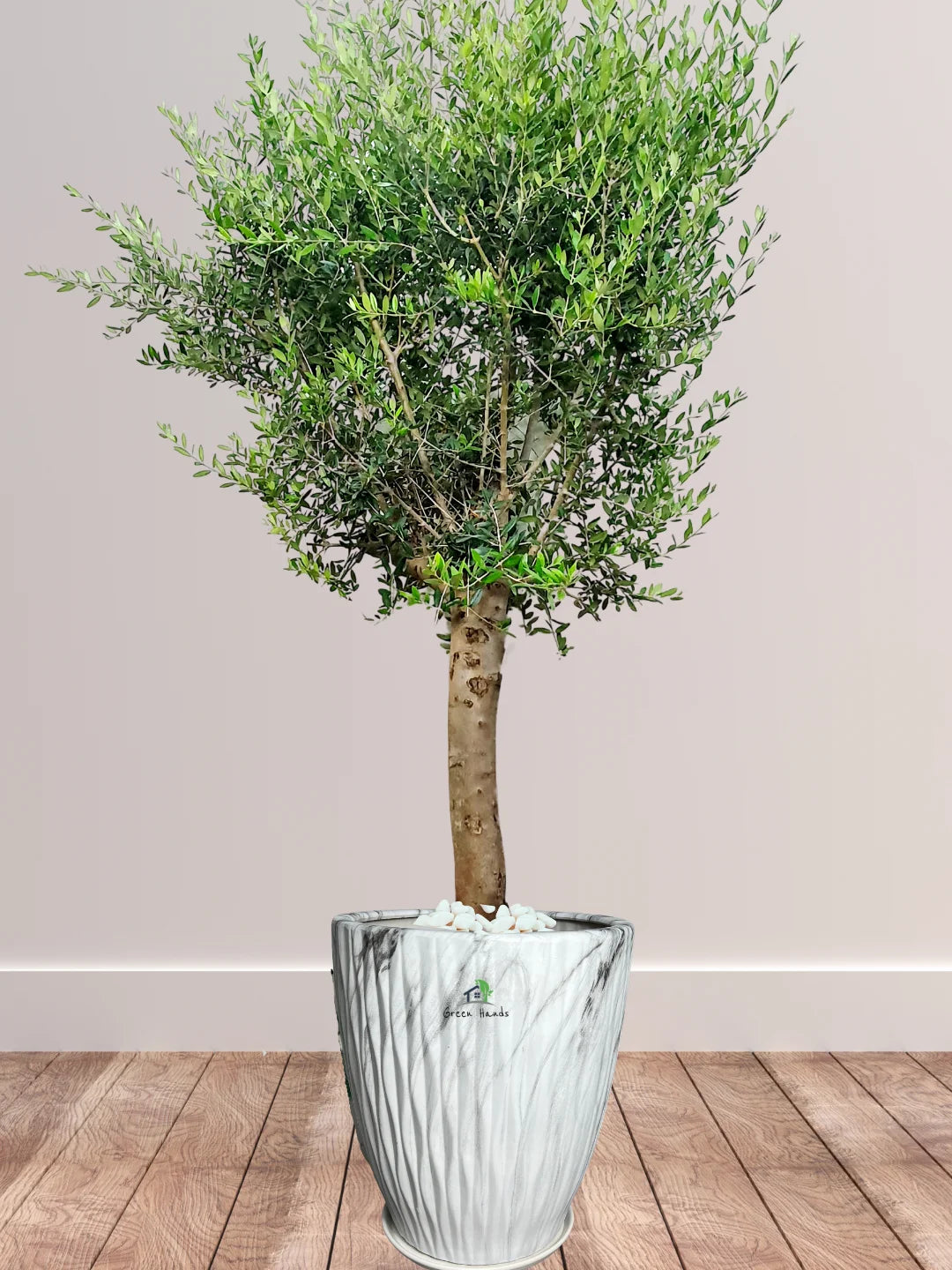 Mature Olive Tree: A Symbol of Resilience for Your Indoor Space