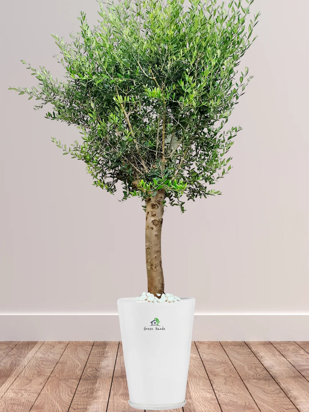 Xl Tree XL & XXXL Potted Plants Dubai | 150–300cm | Pot Included | Green Hands
