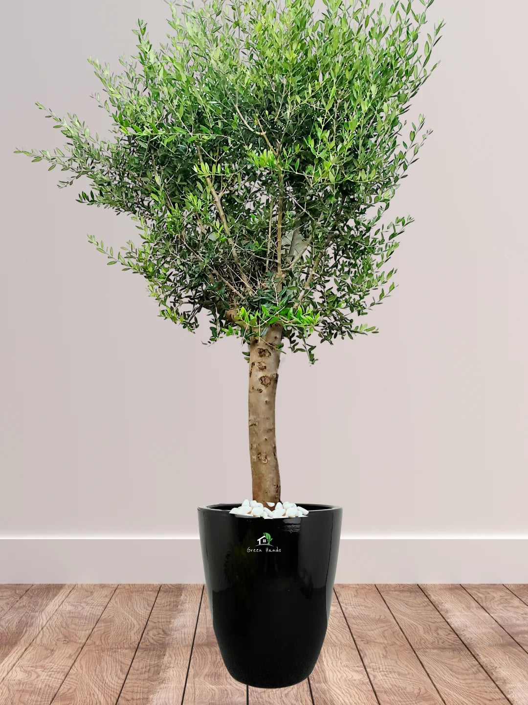 Potted Outdoor Olive Tree Planted in Heavy Ceramic Pot Pot
