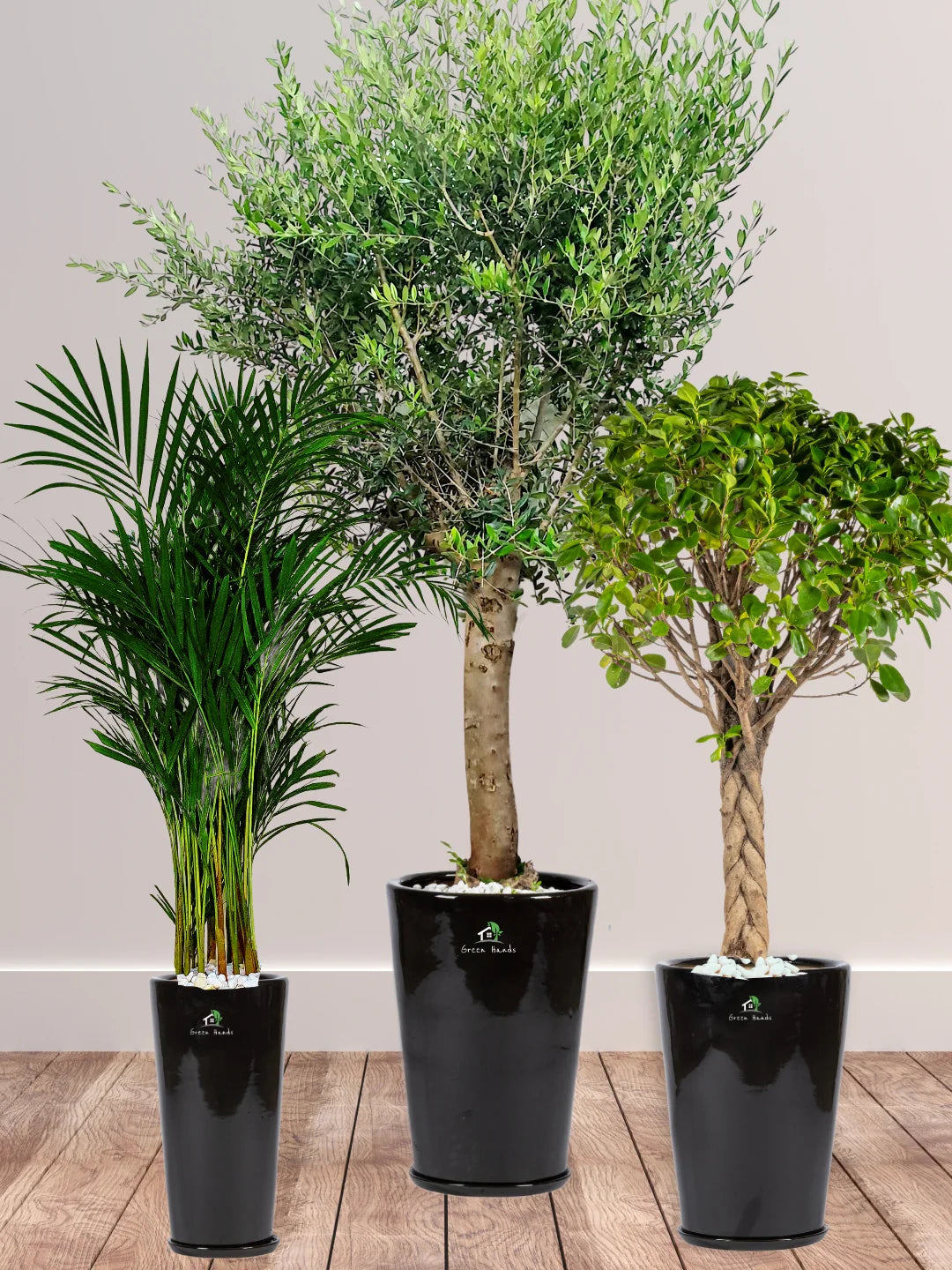 Potted-XL-Mature-Olive-Tree-Twisted-Bonsai-Areca-Palm-Bundle-Premium-Ceramic-Black-Pots