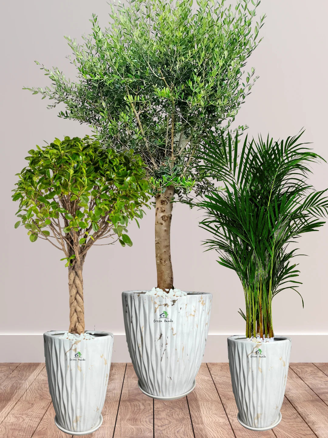 Potted-XL-Mature-Olive-Tree-Twisted-Bonsai-Areca-Palm-Bundle-Premium-Ceramic-Marble-Gold-Pots