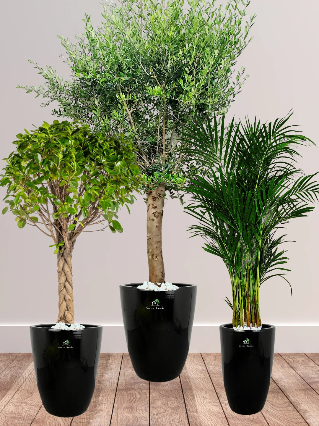 Potted-XL-Mature-Olive-Tree-Twisted-Bonsai-Areca-Palm-Bundle-Regular-Ceramic-Black-Pots