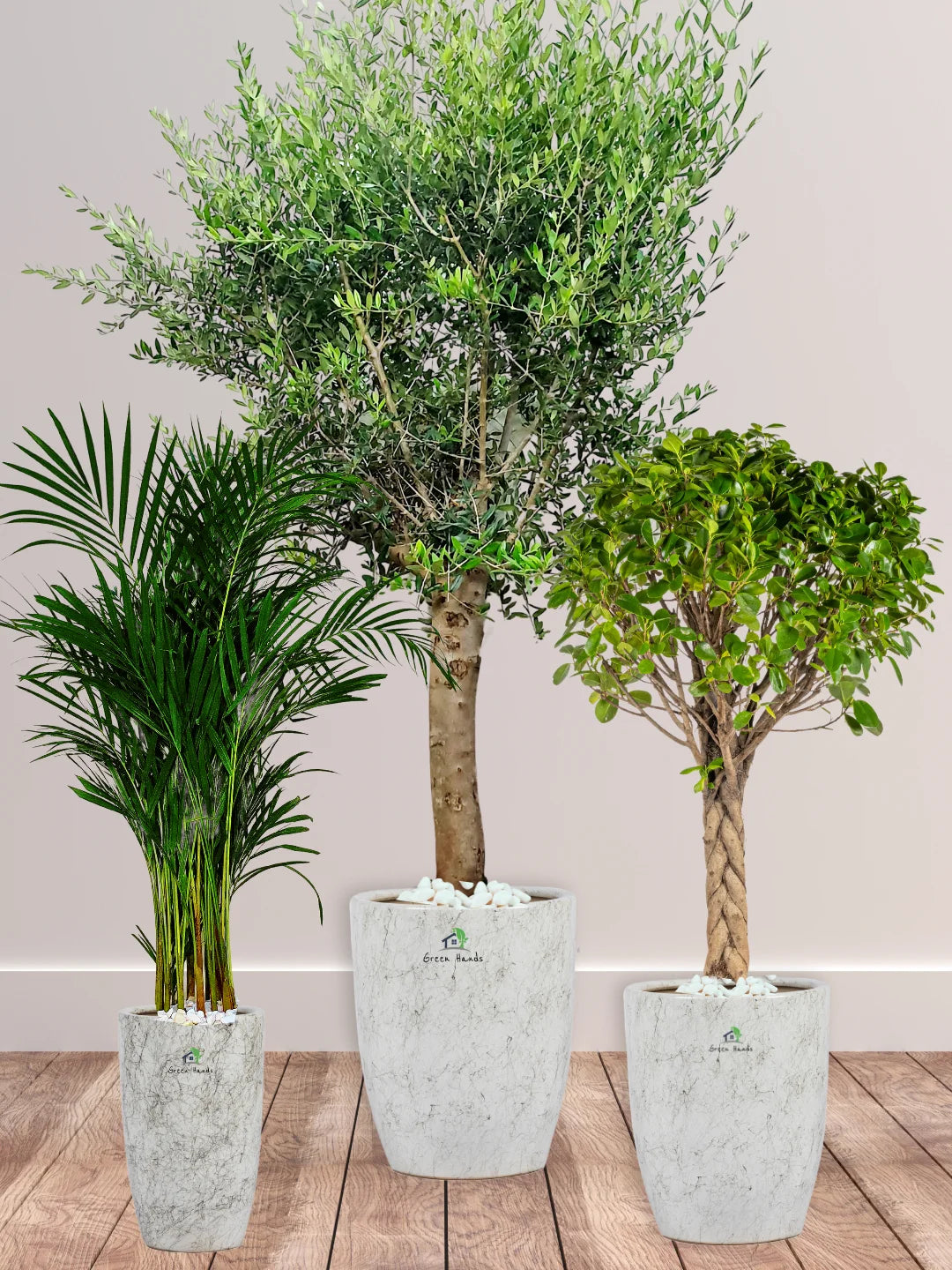 Potted-XL-Mature-Olive-Tree-Twisted-Bonsai-Areca-Palm-Bundle-Regular-Ceramic-Marble-Grey-Pots