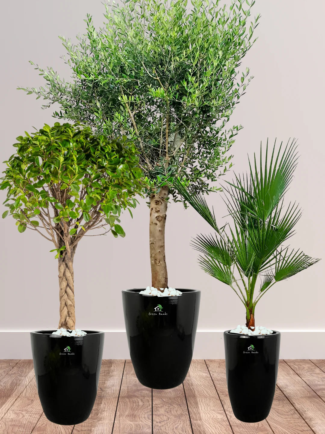 Potted-XL-Mature-Olive-Tree-Twisted-Bonsai-Washington-Palm-Bundle-Regular-Ceramic-White-Pot