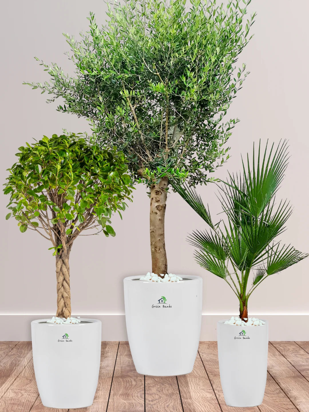 Potted-XL-Mature-Olive-Tree-Twisted-Bonsai-Washington-Palm-Bundle-Regular-Ceramic-White-Pot
