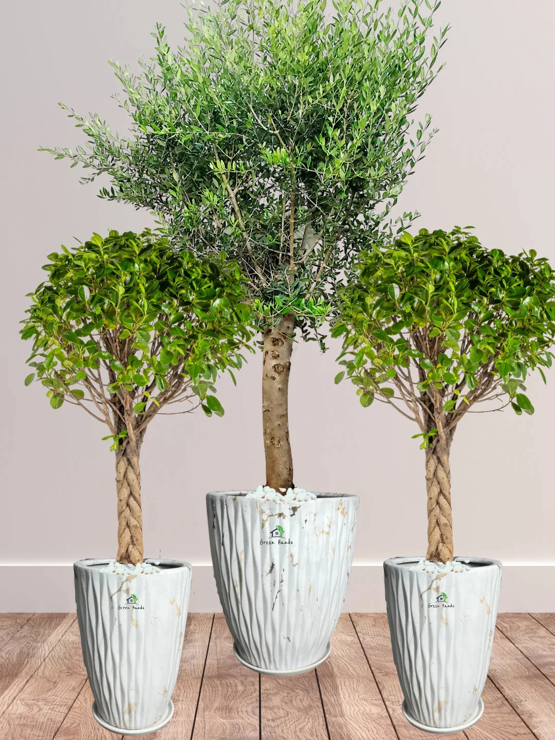 Potted-XL-Mature-Olive-Tree-two-Twisted-Bonsais-Premium-Ceramic-Marble-Gold-Pot