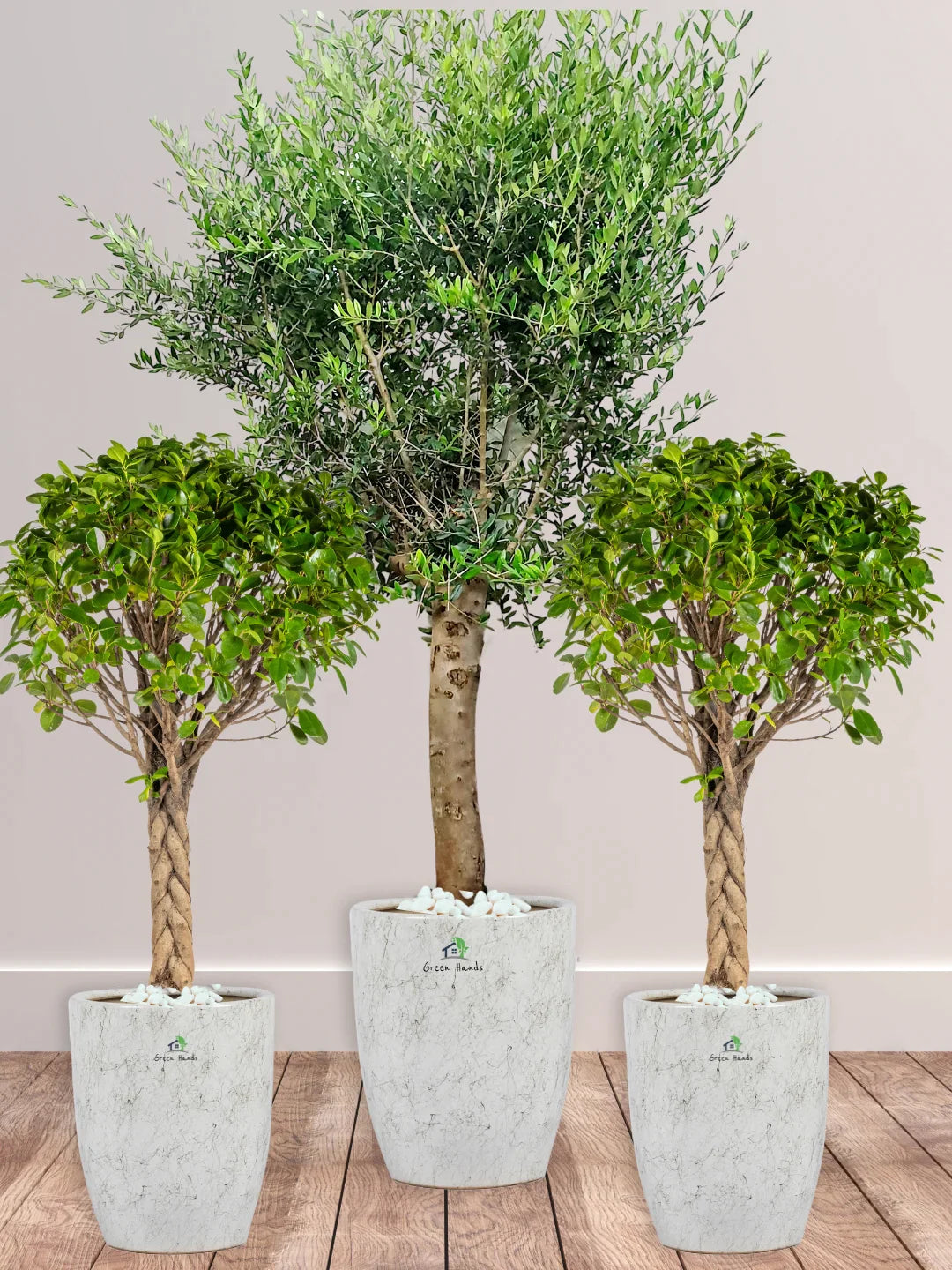 Premium Patio Plant Bundle for Dubai & Abu Dhabi: XL Olive Tree & Twin Braided Bonsais