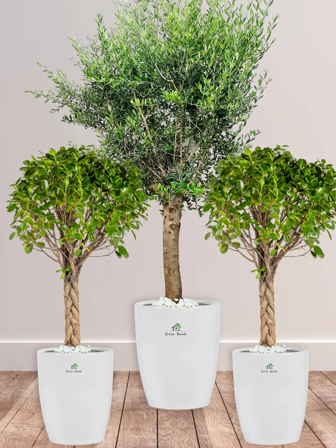 Premium Patio Plant Bundle for Dubai & Abu Dhabi: XL Olive Tree & Twin Braided Bonsais