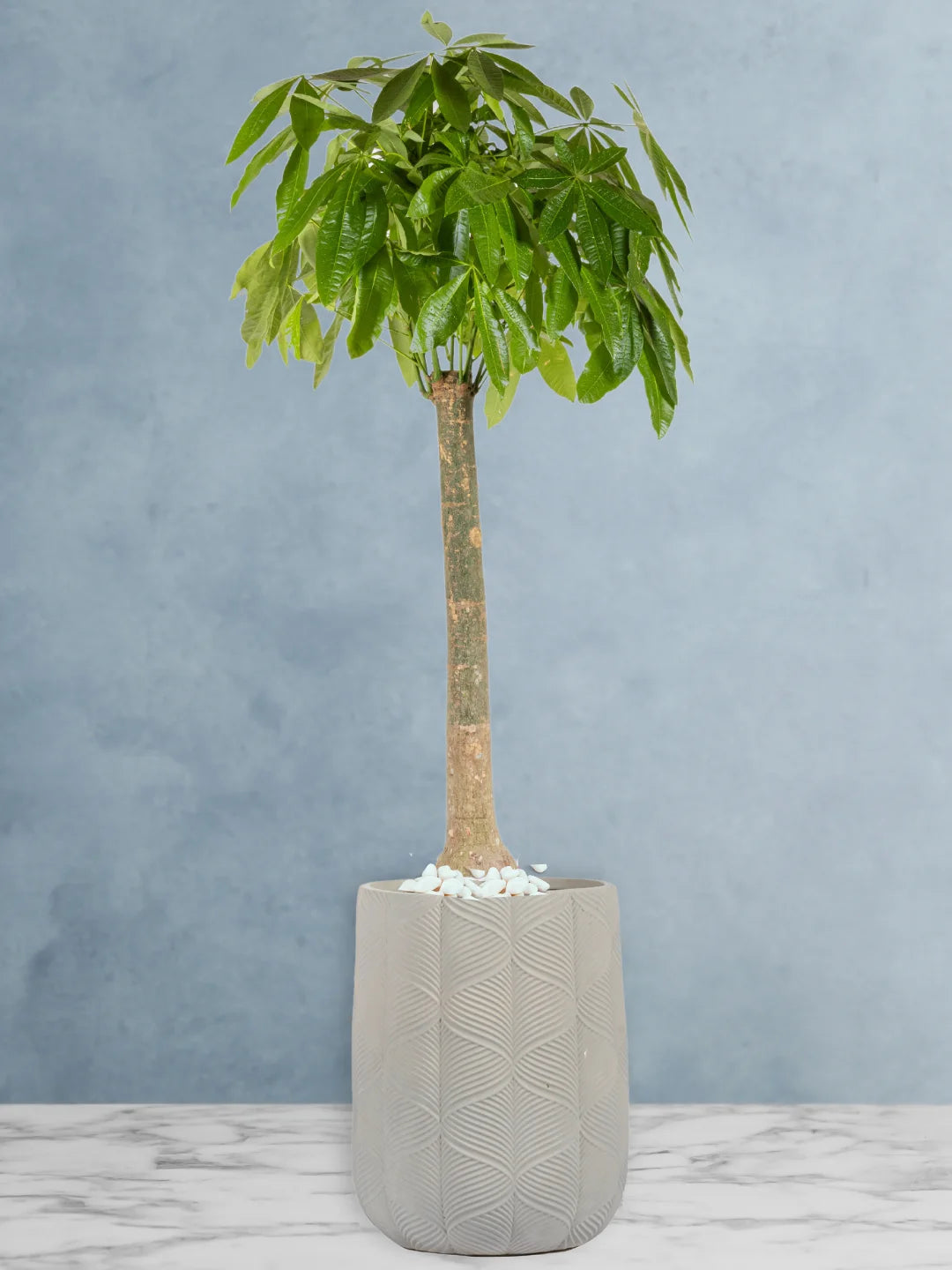 Potted-XL-Thick-Stem-Money-Tree-Pachira-Premium-Fiber-Grey-Pot