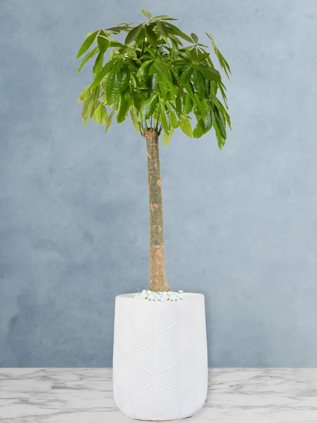 money tree dubai XL Potted Pachira Money Tree | 150–180cm