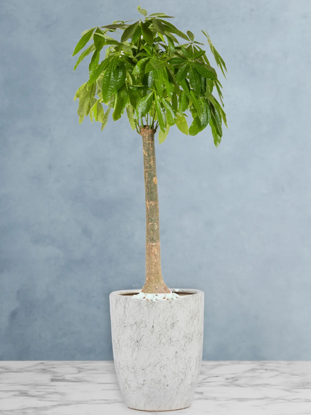Potted-XL-Thick-Stem-Money-Tree-Pachira-Premium-Ceramic-White-Pot