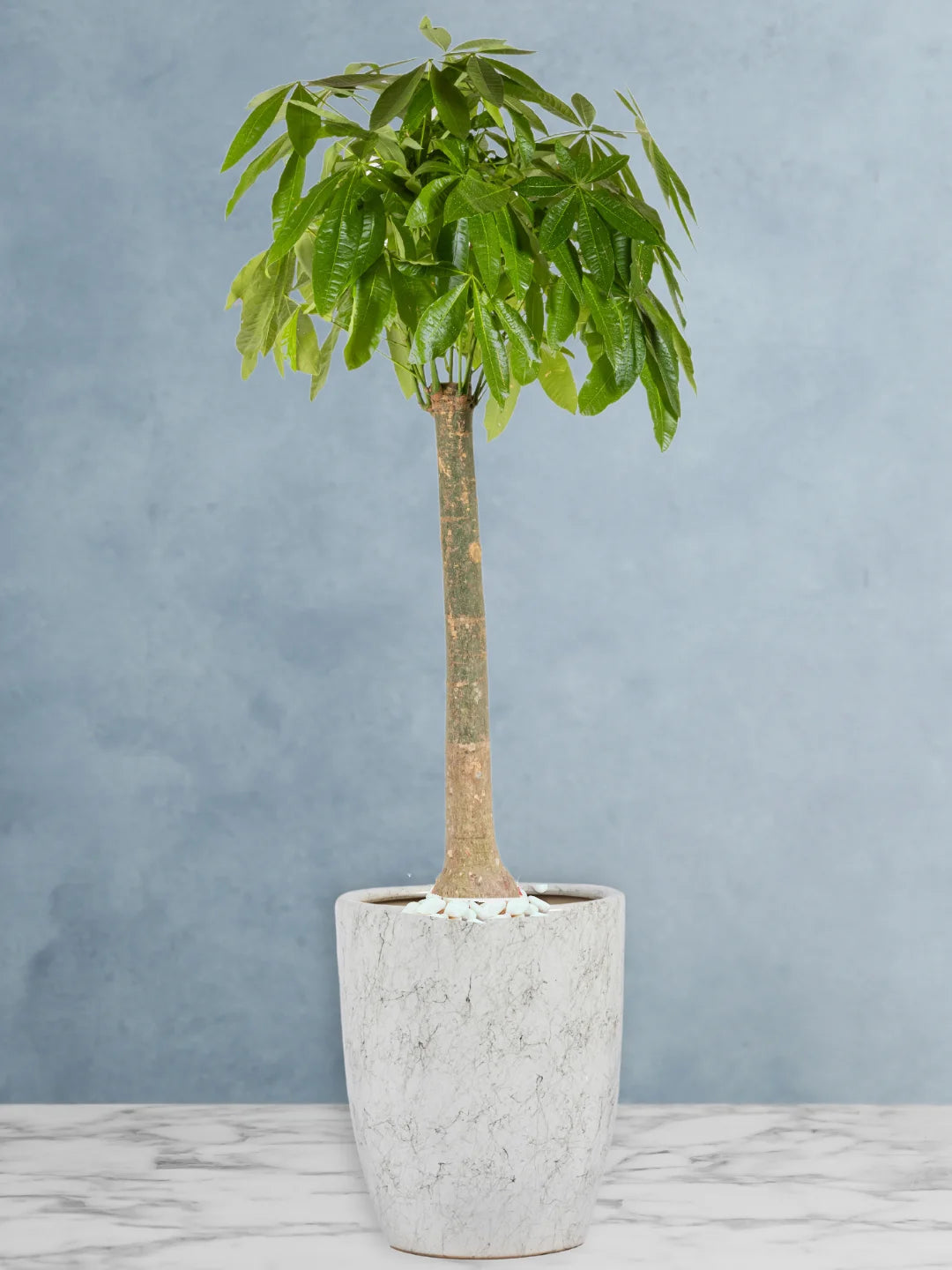 pachira money tree feng shui XL Potted Pachira Money Tree | 150–180cm