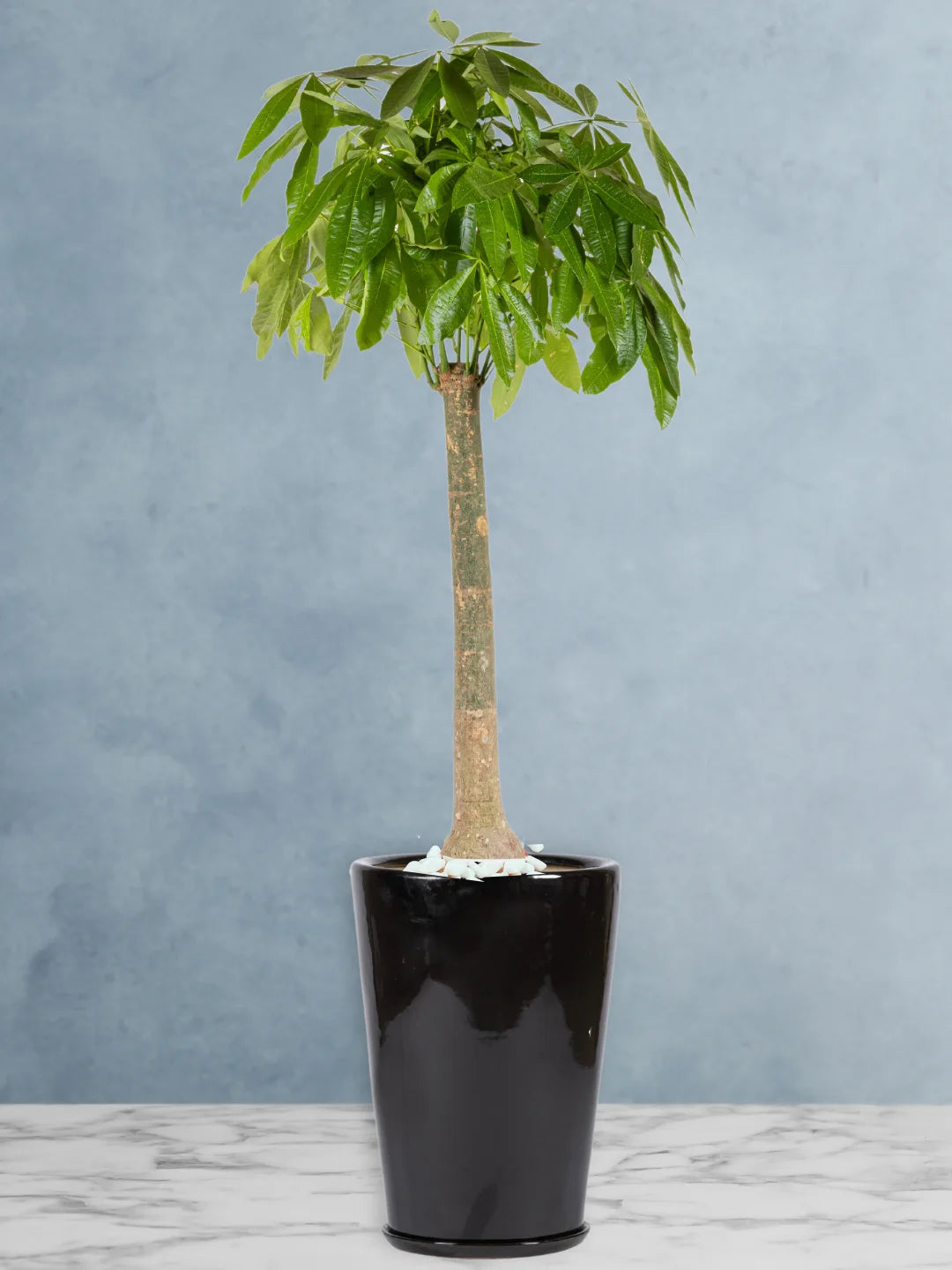XL Pachira Aquatica | Pot Included – Green Hands