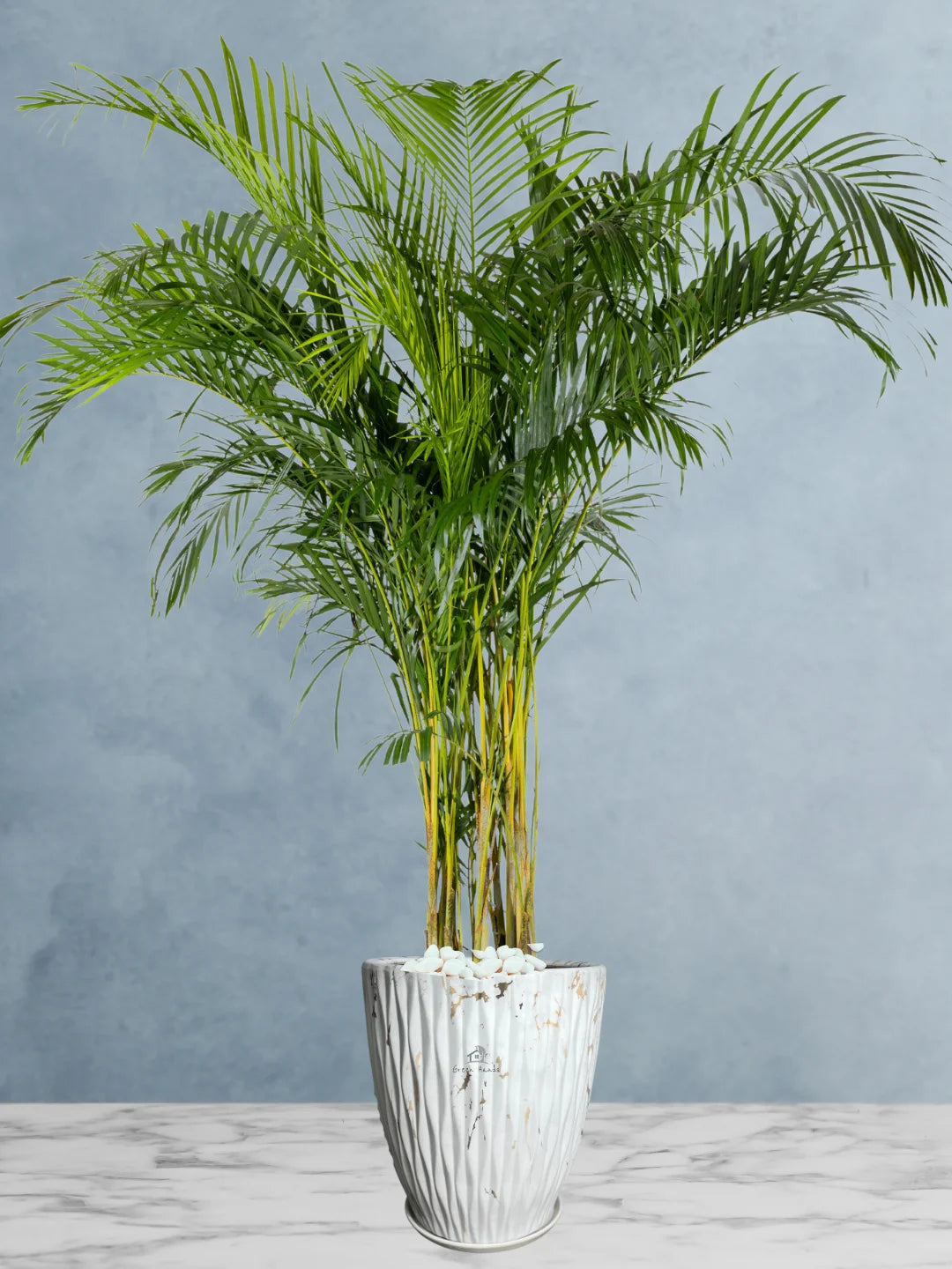 POWERS TO FLOWERS - Palma Areca XXL - Esemplare Alto 200 Cm - Pianta Vera Da Interno